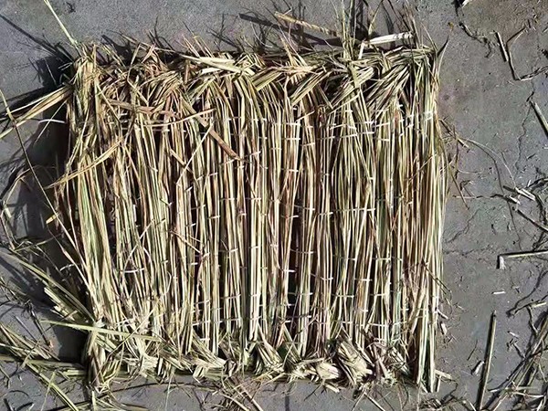 草墊發(fā)霉問題如何避免？看這里！